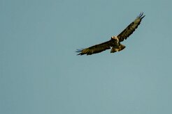 buse_variable_38 null