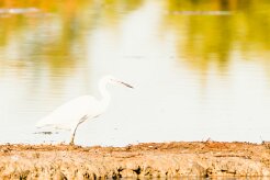 Aigrette garzette_737A1136-2 null