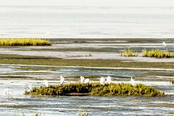Aigrette garzette_737A1196-2 null