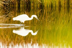 Aigrette garzette_737A1389-2 null