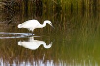 Aigrette garzette Aigrette garzette