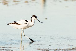 Avocette élégante_737A1099-2 null