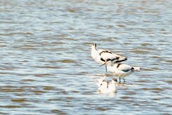 Avocette elegante_737A1033-2 null