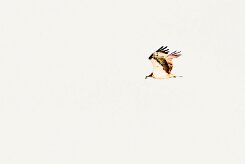 Balbuzard pêcheur_737A1501-2 null