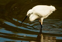 aigrette_garzette_42 null