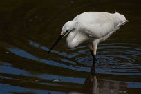 Aigrette garzette Aigrette garzette