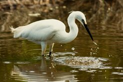 aigrette_garzette_43 null