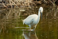 aigrette_garzette_44 null