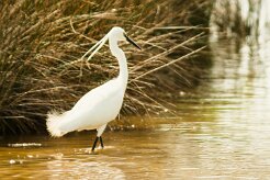 aigrette_garzette_45 null