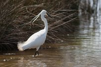 Aigrette garzette Aigrette garzette