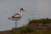 Avocette élégante Avocette élégante