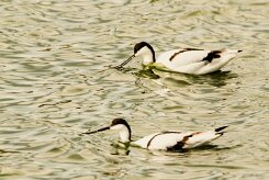Avocette élégante_737A5967 null