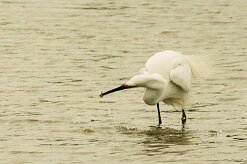 aigrette_garzette_34-2 null
