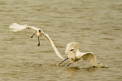 aigrette_garzette_35-2 null