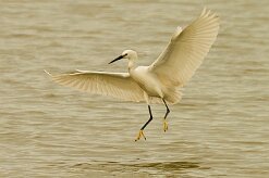 aigrette_garzette_36-2 null