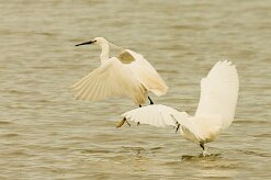 aigrette_garzette_37-2 null