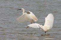 Aigrette garzette Aigrette garzette