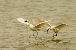 aigrette_garzette_38-2 null