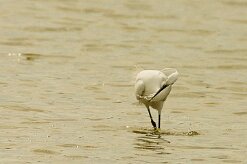 aigrette_garzette_39-2 null