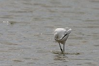 Aigrette garzette Aigrette garzette