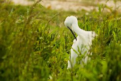 aigrette_garzette_40-2 null