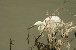 aigrette_garzette_41-2 null