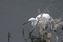 Aigrette garzette Aigrette garzette