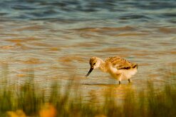 avocette_elegante_04-2 null