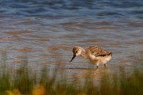 Avocette élégante Avocette élégante