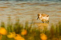 avocette_elegante_05-2 null