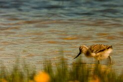 avocette_elegante_06-2 null