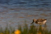 Avocette élégante Avocette élégante