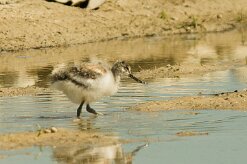 avocette_elegante_07-2 null