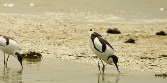 avocette_elegante_08-2 null