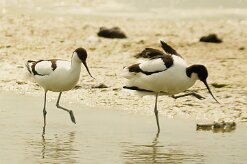 avocette_elegante_09-2 null