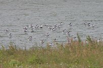 Avocette élégante Avocette élégante