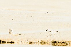 Bécasseau_sanderling_21 null