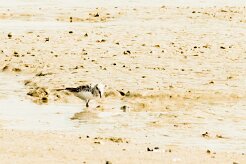 Bécasseau_sanderling_22 null