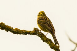 Bruant_jaune_04 null