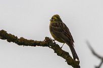 Bruant jaune Bruant jaune