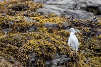 Aigrette garzette Aigrette garzette