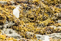 Aigrette garzette_7D1_3198-2 null