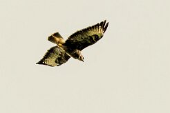 Buse variable_7D1_3901-2 null