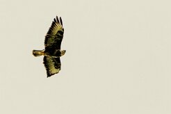 Buse variable_7D1_3903-2 null