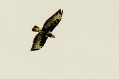 Buse variable_7D1_3905-2 null