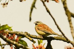 bruant_zizi_02 null