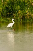aigrette_garzette_02 null