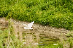 aigrette_garzette_04 null