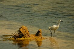 aigrette_garzette_05 null