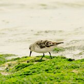 becasseau_sanderling_02 null